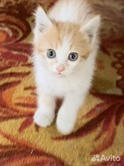 Отдам в добрые руки котенка