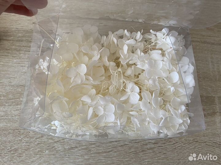 Сатабилизированная гортензия