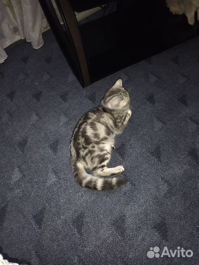 Котята в добрые руки девочка