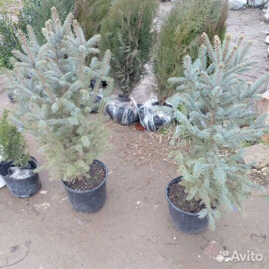 Черешня, груша, яблоня, персик, абрикос, слива