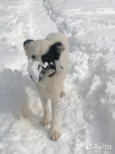 Белый пушистый пес ищет хозяина