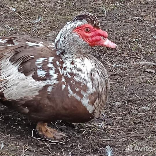Продам индоуток (селезни)
