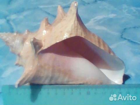 Ракушка морская. Сувенир