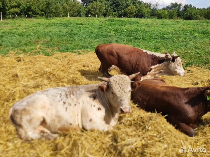 Бычки и телки