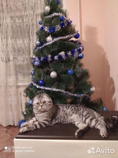 Вязка с котом