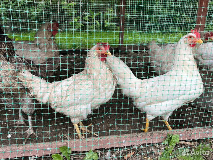 Куры несушки
