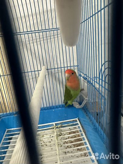 Попугай неразлучник с клеткой