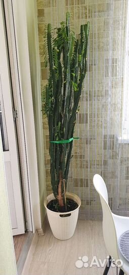 Кактус молочай высота 1.5м