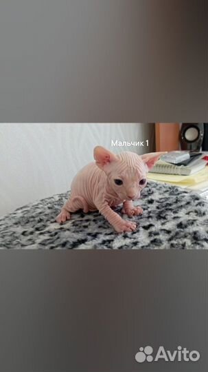 Канадский сфинкс котенок
