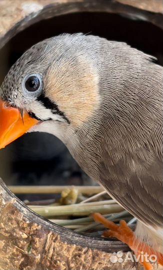 Зебровые амадины