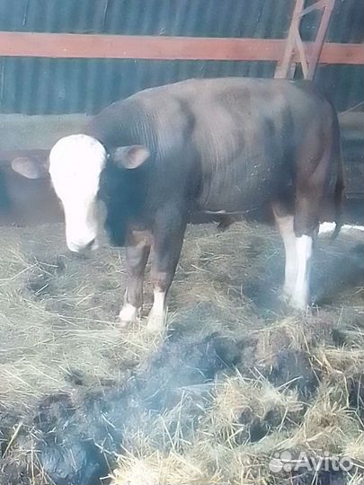 Быки и телки