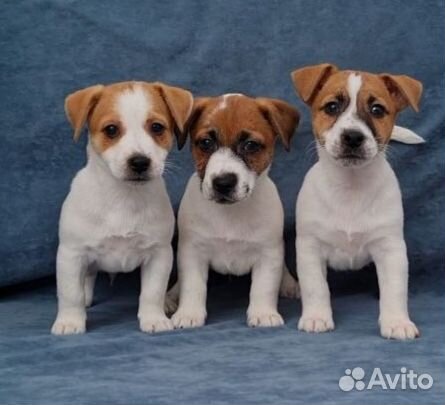 Джек Рассел элитные щенки и подростки