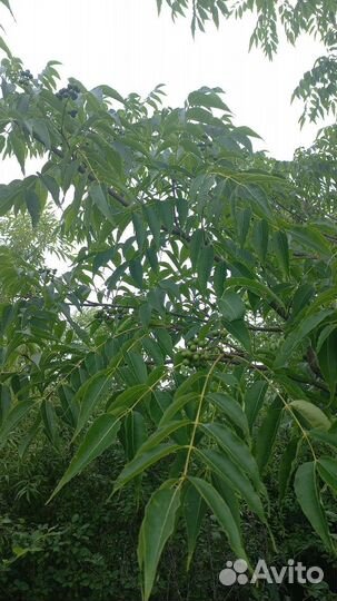 Амурский бархат