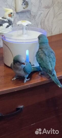 Попугай калита- монах- квакер