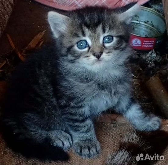 Котенок в дар бесплатно