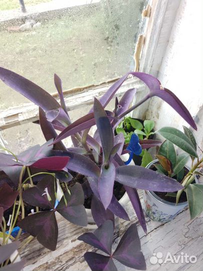 Комнатные цветы