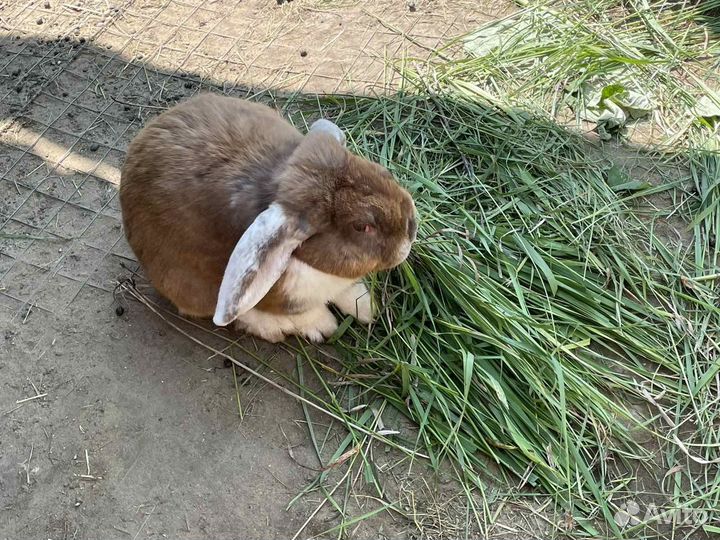 Продам крола