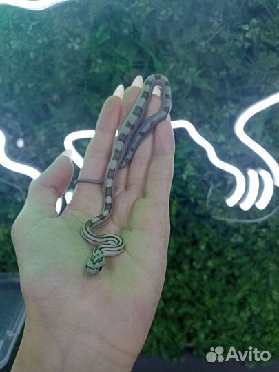 Маисовый полоз