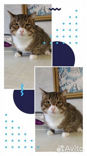 Отдам в добрые руки