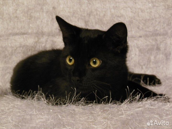 Котяточки трое из ларца