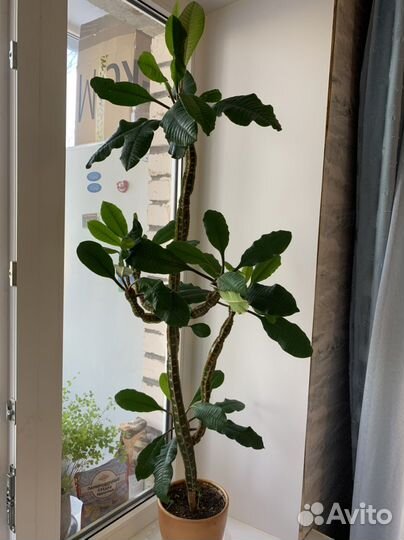 Эуфорбия пальма, Молочай