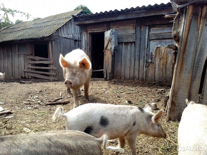 Поросята