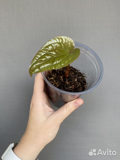 Антуриум сильвер блаш