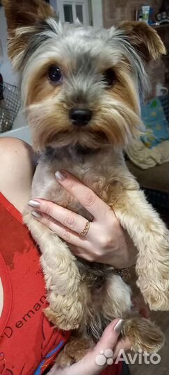 Йоркширский терьер вязка