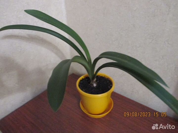 Амариллисы