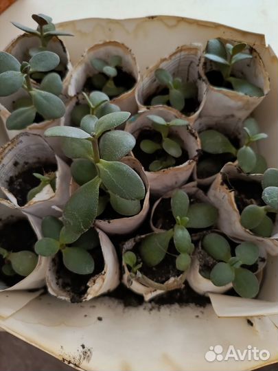 Толстянка. Денежное дерево