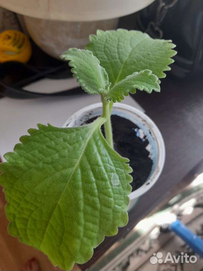 Мята домашняя