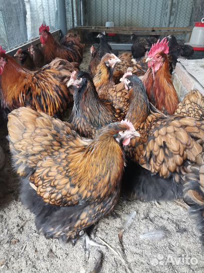 Яйцо инкубационное орпингтона золотоокаймленного