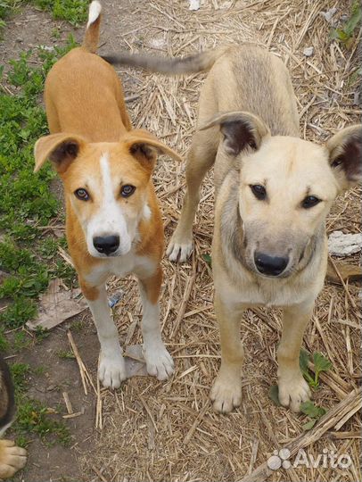 Щенки