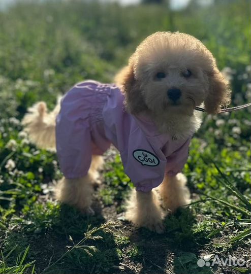 Той-пудель девочка