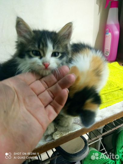 Сибирская кошка