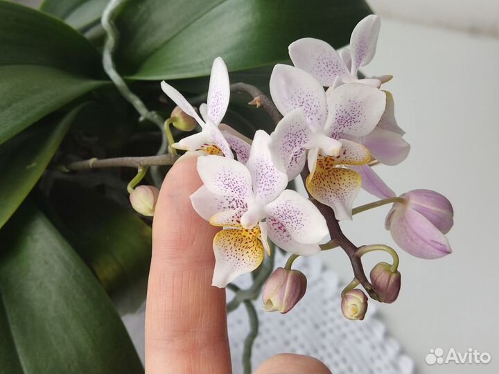 Орхидея фаленопсис 3 в 1