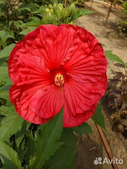 Цветите разнообразием: семена сортовых гибискусов