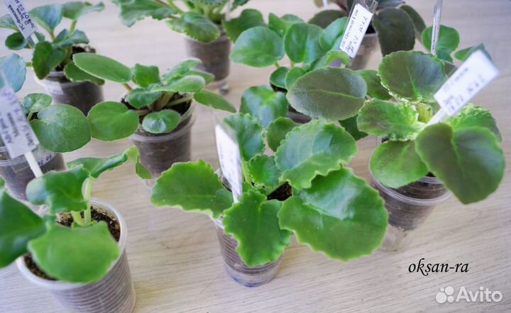 Набор деток и стартеров фиалок