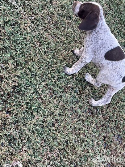 Щенки курцхаара