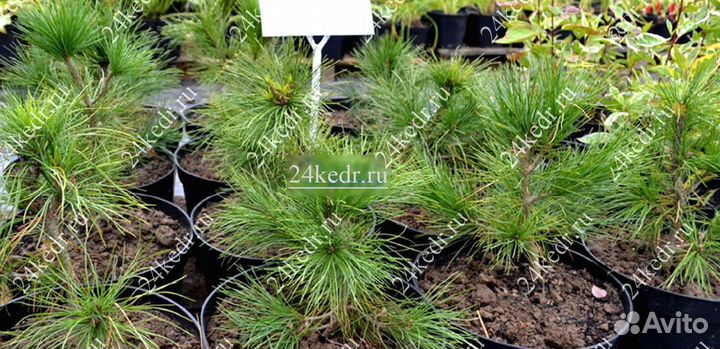 Сибирский кедр. Саженцы
