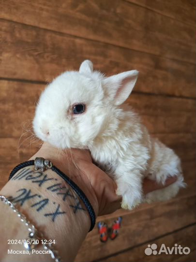 Крольчата карликовые