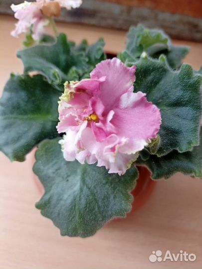 Фиалка в горшках