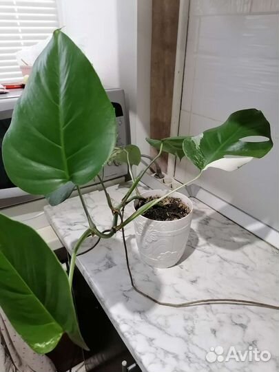 Растение золотой ус