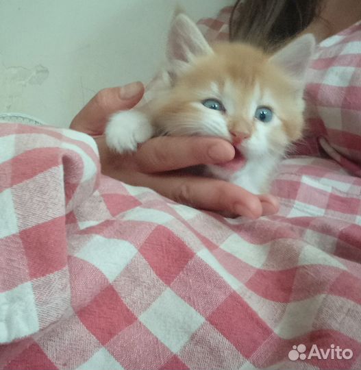 Рыжий котенок мальчик в добрые руки