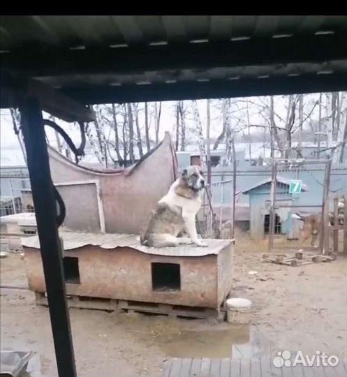 Алабай ищет семью, забери друга из приюта