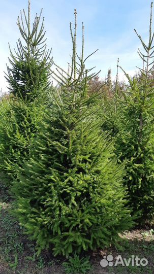 Ель голубая и зеленая