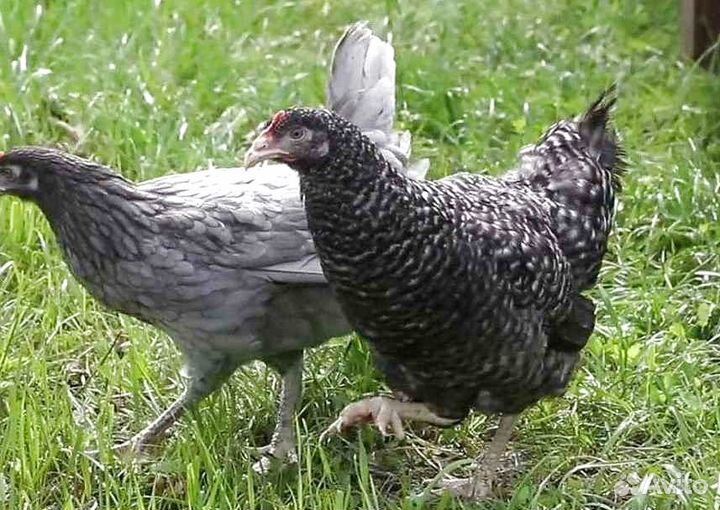 Куры несушки молодые с доставкой