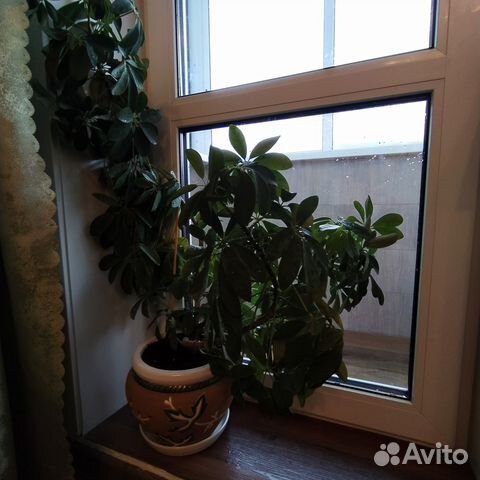 Комнатные цветы шефлера