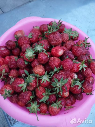 Клубника свежая домашняя