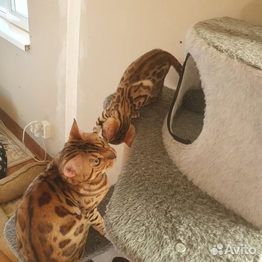 Бенгальская